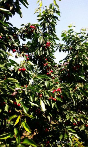 布鲁克斯（Brooks）