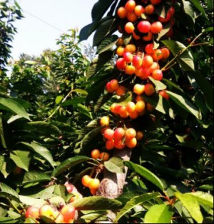 佳红宾库和香蕉杂交