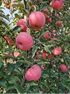 阿森泰克红富士(Asentek Red Fuji)