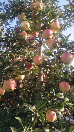 金粉苹果（Gold Pink)