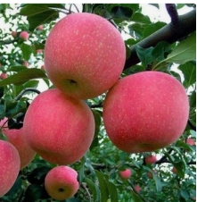 宫藤富士(Miyafuji)