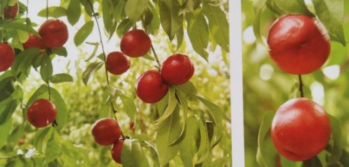 金美夏油桃（Golden Summer Walnut）