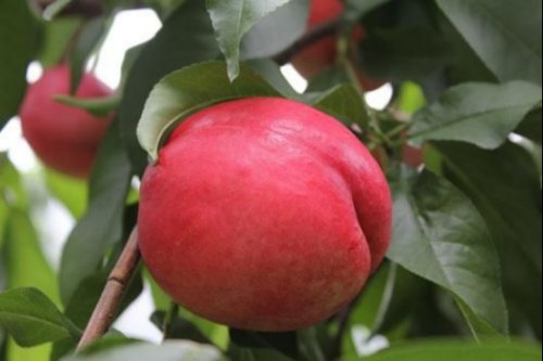 瑞光28号油桃(Petrel 28)