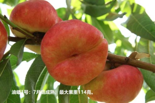 瑞油蟠1号（Ruipan 1）