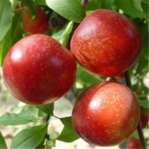 瑞光18号油桃（Ruiguang 18 nectarine）