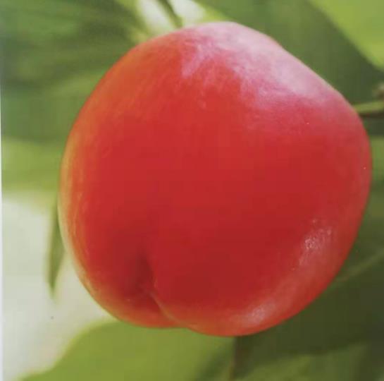 瑞光45号油桃（Petrel 45）