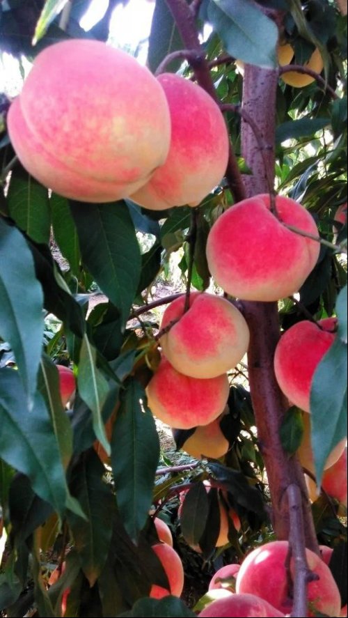 燕特红桃（Swine Red Peach）