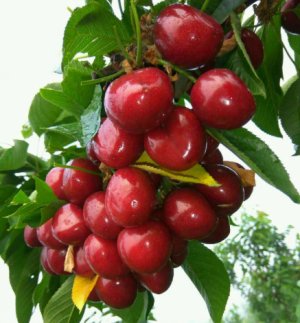 大鹦鹉（Big Lory）