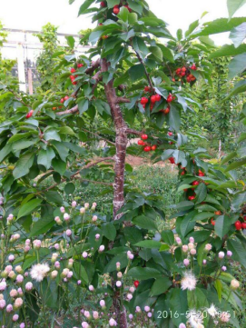 大明星（BigStar）