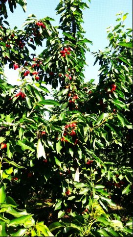 早洛里(Early Lory)